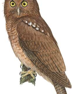 朱红鹰鸮 / Cinnabar Boobook / Ninox ios