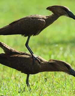 锤头鹳 / Hamerkop / Scopus umbretta