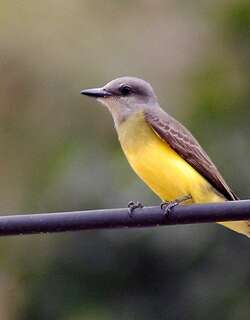 白喉王霸鹟 / White-throated Kingbird / Tyrannus albogularis