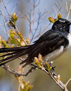 黑白扇尾鹟 / Willie Wagtail / Rhipidura leucophrys