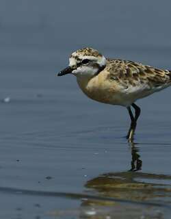 基氏沙鸻 / Kittlitz’s Plover / Charadrius pecuarius