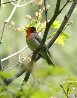 红脸假森莺 / Red-faced Warbler / Cardellina rubrifrons
