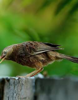印度白头鸫鹛 / Yellow-billed Babbler / Argya affinis
