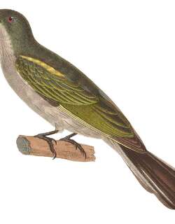马来响蜜䴕 / Malaysian Honeyguide / Indicator archipelagicus
