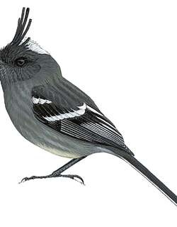 灰胸雀霸鹟 / Ash-breasted Tit-Tyrant / Anairetes alpinus