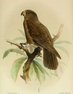 塞席尔鹦鹉 / Seychelles Black Parrot / Coracopsis barklyi
