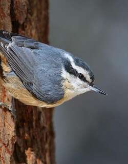 红胸䴓 / Red-breasted Nuthatch / Sitta canadensis