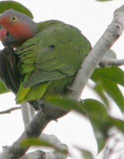 红脸鹦鹉 / Red-cheeked Parrot / Geoffroyus geoffroyi