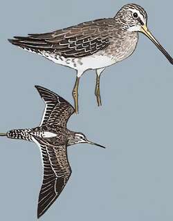 长嘴鹬 / Long-billed Dowitcher / Limnodromus scolopaceus