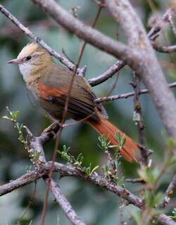 白冠针尾雀 / Creamy-crested Spinetail / Cranioleuca albicapilla