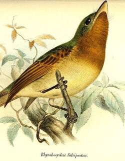锈胸扁嘴霸鹟 / Fulvous-breasted Flatbill / Rhynchocyclus fulvipectus