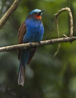 蓝头蜂虎 / Blue-headed Bee-eater / Merops muelleri