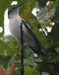 斑鸣鹃鵙 / Polynesian Triller / Lalage maculosa