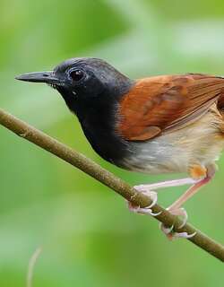 白腹蚁鸟 / White-bellied Antbird / Myrmeciza longipes