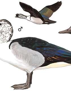 瘤鸭 / Knob-billed Duck / Sarkidiornis melanotos