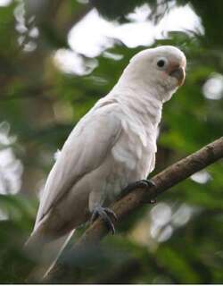 戈氏凤头鹦鹉 / Tanimbar Corella / Cacatua goffiniana
