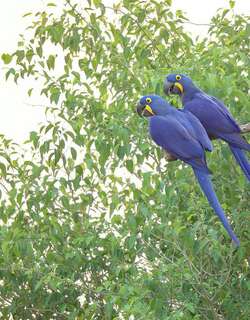 紫蓝金刚鹦鹉 / Hyacinth Macaw / Anodorhynchus hyacinthinus