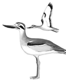 大石鸻 / Great Stone-curlew / Esacus recurvirostris