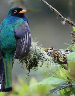 美洲咬鹃 / Masked Trogon / Trogon personatus