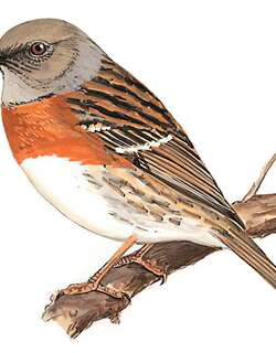 鸲岩鹨 / Robin Accentor / Prunella rubeculoides