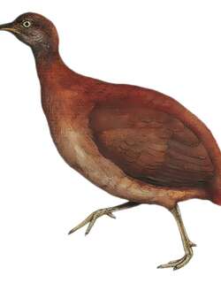 灰喉穴䳍 / Tepui Tinamou / Crypturellus ptaritepui