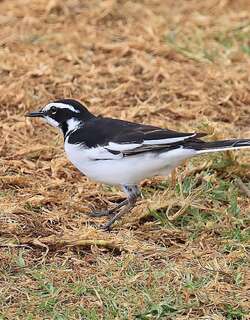 非洲斑鹡鸰 / African Pied Wagtail / Motacilla aguimp