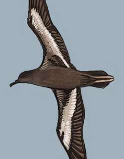 灰鹱 / Sooty Shearwater / Ardenna grisea