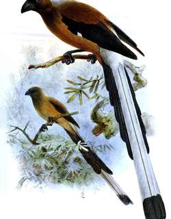 马来树鹊 / Sumatran Treepie / Dendrocitta occipitalis
