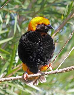 黑臀巧织雀 / Zanzibar Red Bishop / Euplectes nigroventris