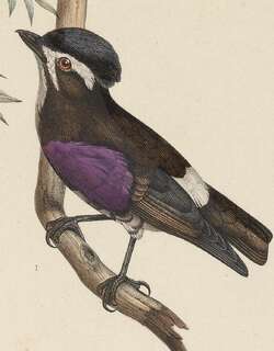 白眉紫须伞鸟 / White-browed Purpletuft / Iodopleura isabellae