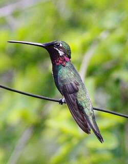 纹胸星喉蜂鸟 / Stripe-breasted Starthroat / Heliomaster squamosus