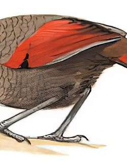 赤尾噪鹛 / Red-tailed Laughingthrush / Trochalopteron milnei