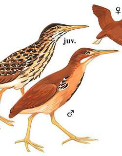 栗苇鳽 / Cinnamon Bittern / Ixobrychus cinnamomeus