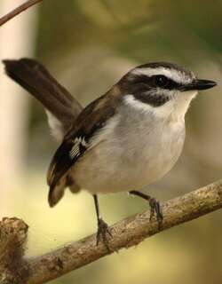 白眉杂色鹟 / White-browed Robin / Poecilodryas superciliosa