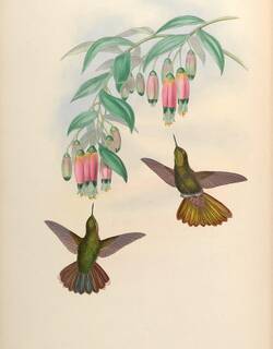 鳞辉尾蜂鸟 / Scaled Metaltail / Metallura aeneocauda