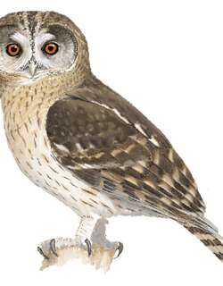 漠林鸮 / Omani Owl / Strix butleri