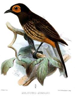 阿法饮蜜鸟 / Arfak Honeyeater / Melipotes gymnops