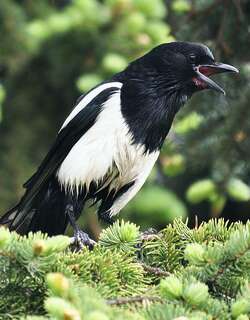 黑嘴喜鹊 / Black-billed Magpie / Pica hudsonia