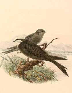 白头锯翅燕 / White-headed Saw-wing / Psalidoprocne albiceps