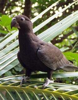 马岛鹦鹉 / Greater Vasa Parrot / Coracopsis vasa