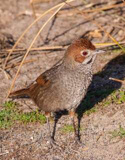 短翅刺莺 / Rufous Bristlebird / Dasyornis broadbenti