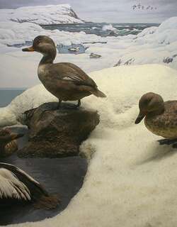拉布拉多鸭 / Labrador Duck / Camptorhynchus labradorius