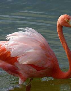 美洲红鹳 / American Flamingo / Phoenicopterus ruber