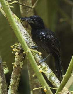 黑头蚁鵙 / Black-hooded Antshrike / Thamnophilus bridgesi