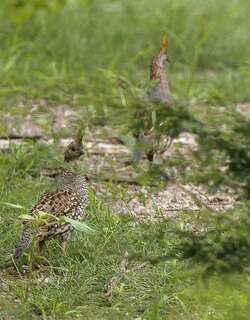 华丽翎鹑 / Elegant Quail / Callipepla douglasii