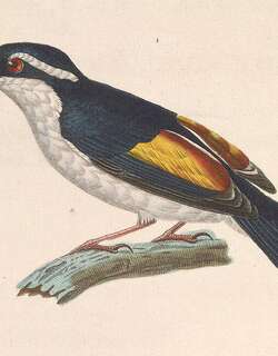 斑鵙鹛 / Pied Shrike-babbler / Pteruthius flaviscapis
