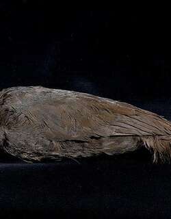 比亚克冢雉 / Biak Scrubfowl / Megapodius geelvinkianus