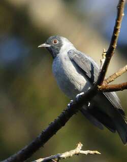 黑脸伞鸟 / Black-faced Cotinga / Conioptilon mcilhennyi