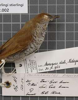 斯氏拱翅莺 / Stierling’s Wren-Warbler / Calamonastes stierlingi
