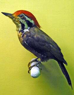 绿背三趾啄木鸟 / Olive-backed Woodpecker / Gecinulus rafflesii